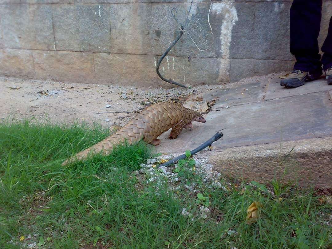 Image of Indian Pangolin