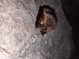 Image of Ognev’s Long-eared Bat