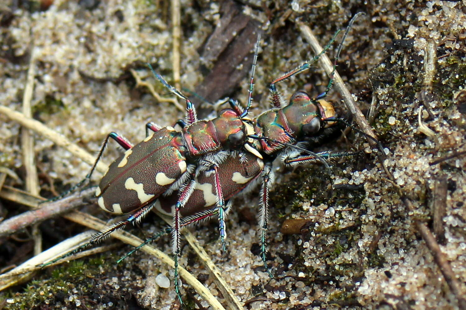 Image of Northern dune tiger beetle