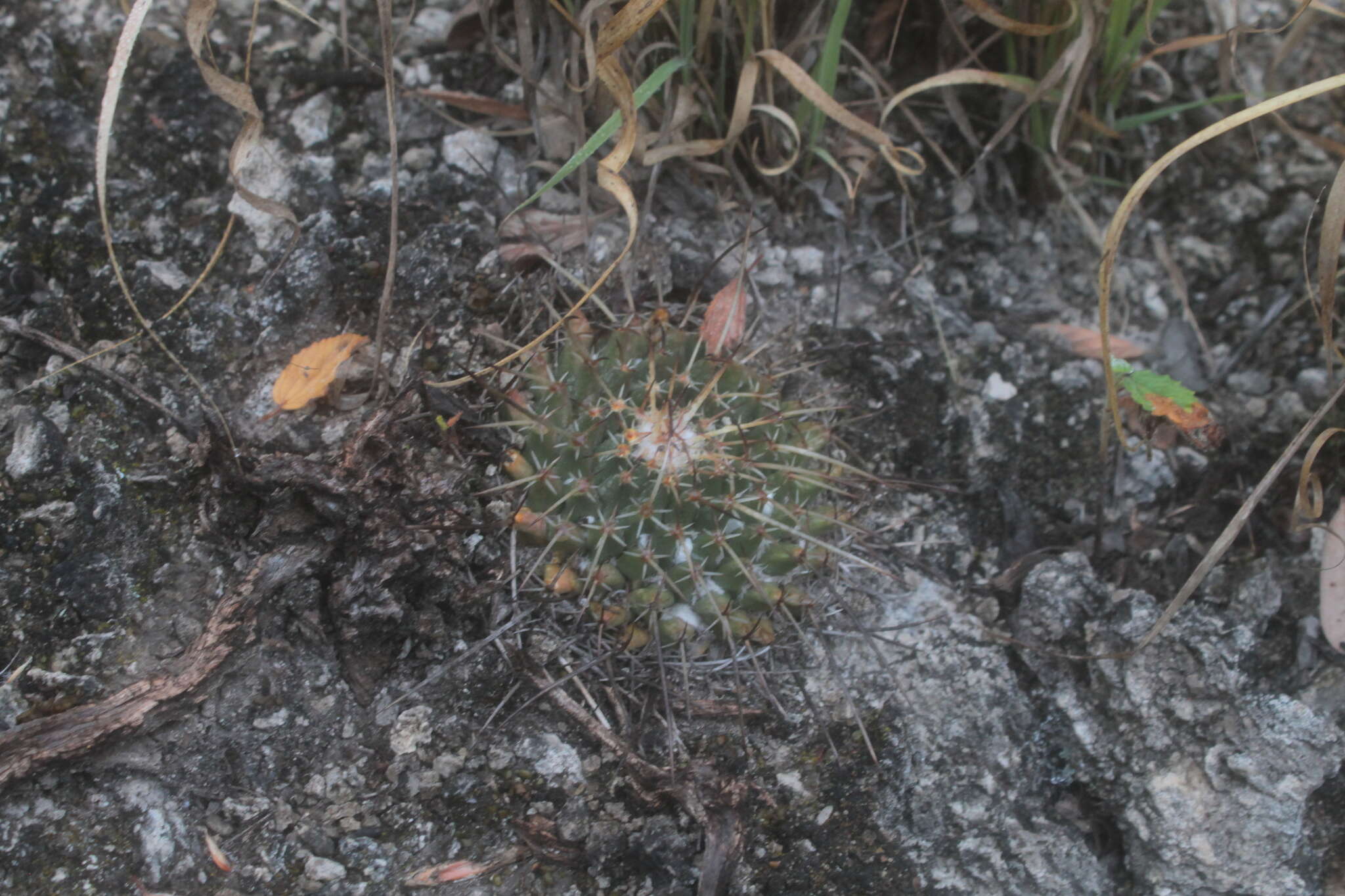 صورة Mammillaria compressa subsp. centralifera (Repp.) D. R. Hunt