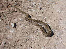 Image of Mexican Lancehead Rattlesnake