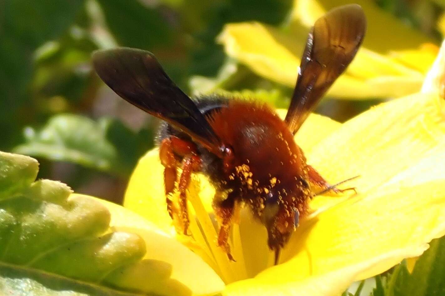 Image of Megachile sicula (Rossi 1792)