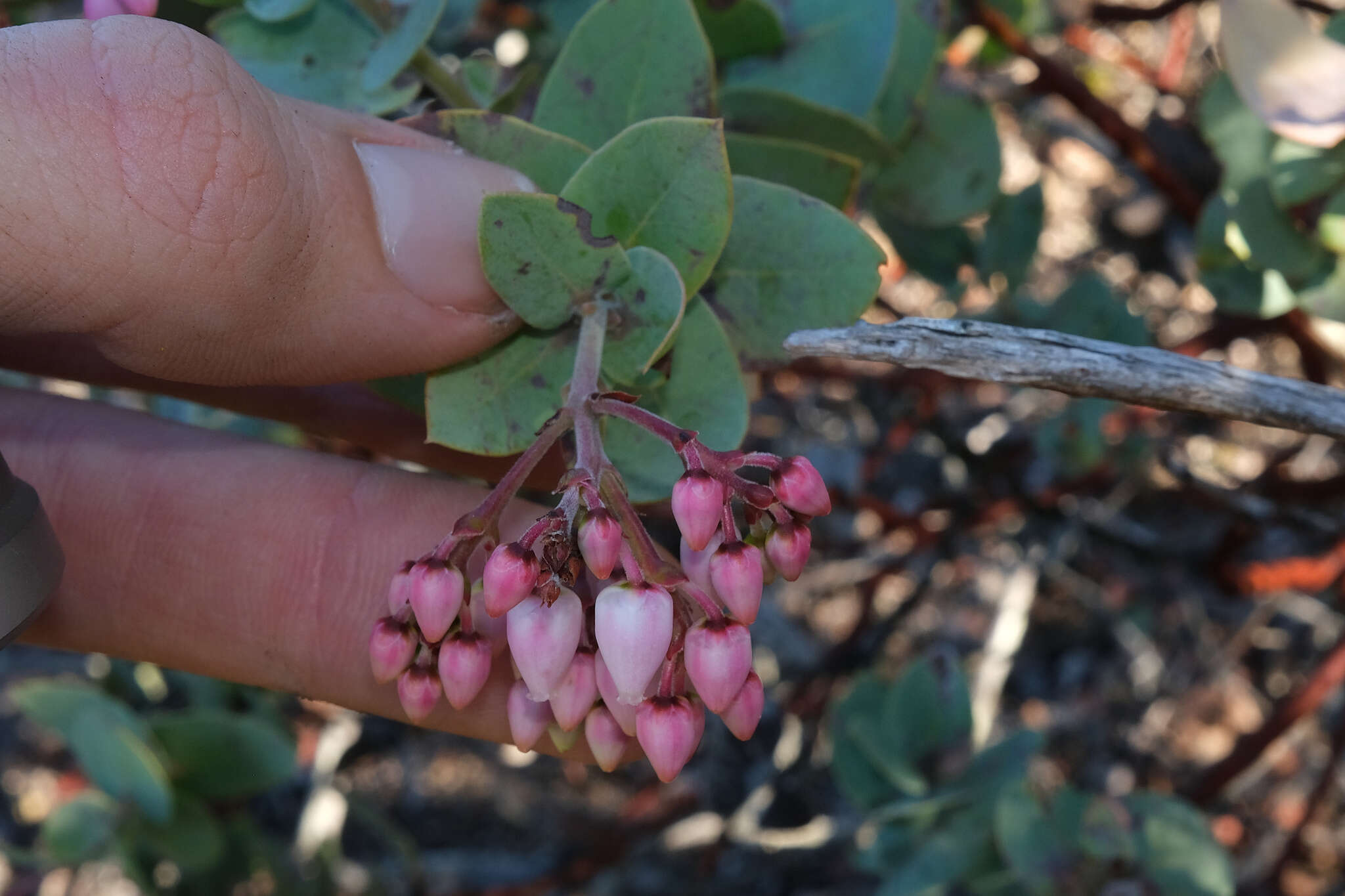 Image of Gabilan Mountains manzanita