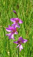 Image of Gladiolus illyricus W. D. J. Koch