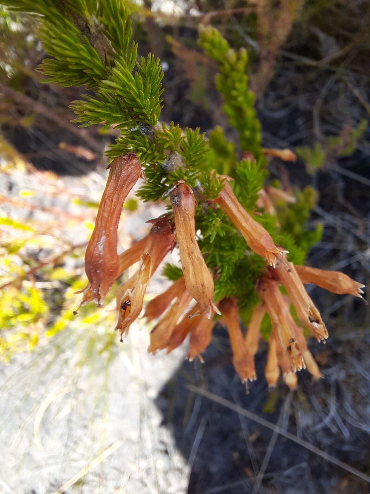 Слика од Erica colorans Andr.