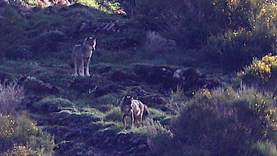 Image of Canis lupus signatus