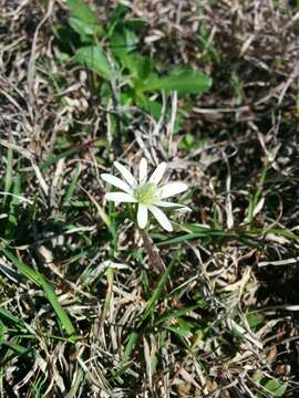 Anemone berlandieri Pritz. resmi