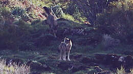 Imagem de Canis lupus signatus