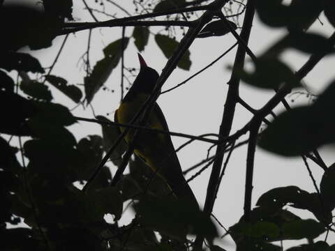 Image of Western Black-headed Oriole