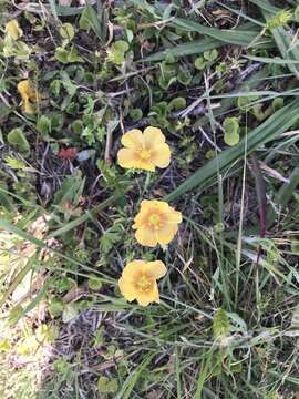 Image of stiffstem flax