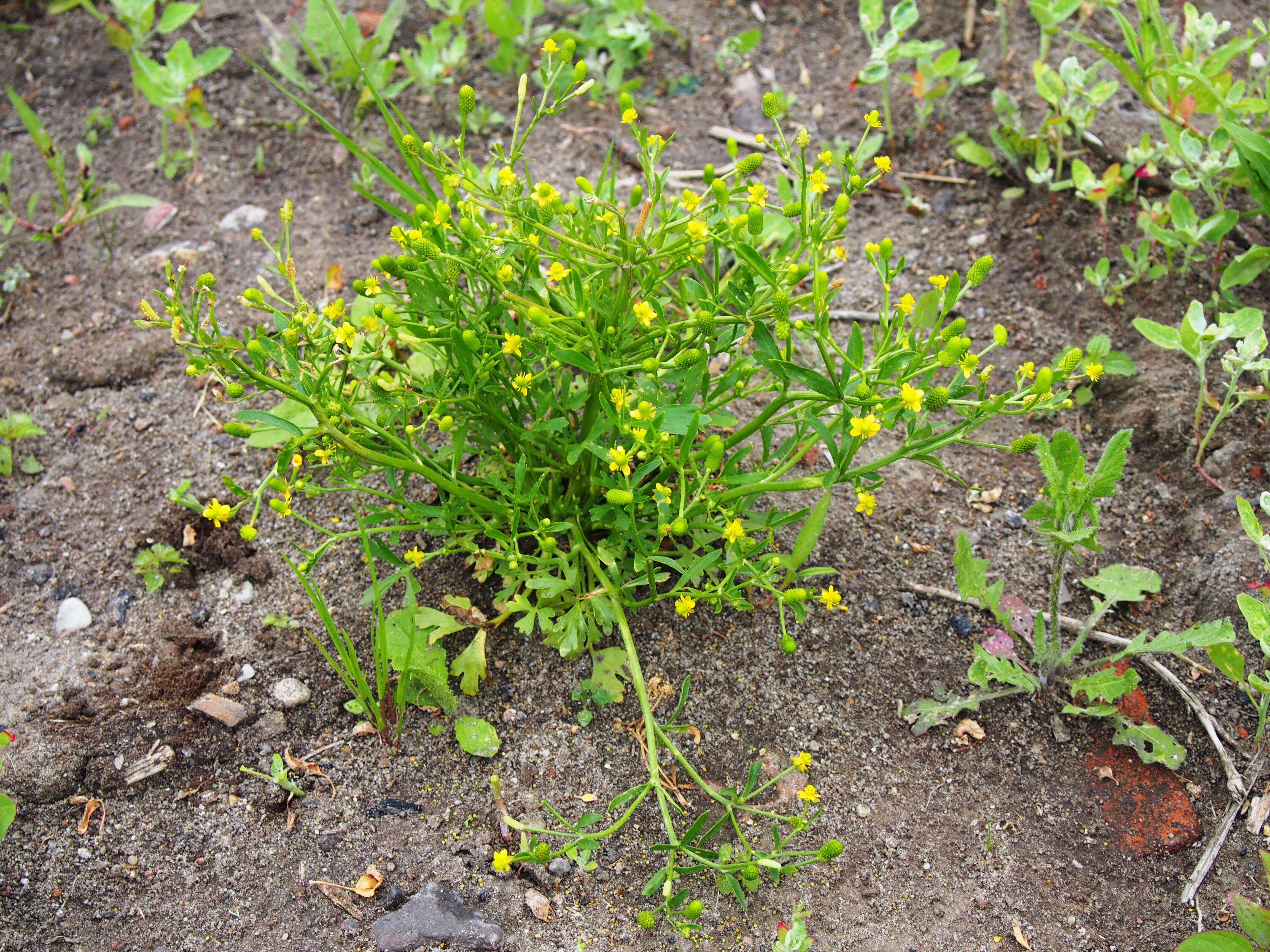 Image of cursed buttercup