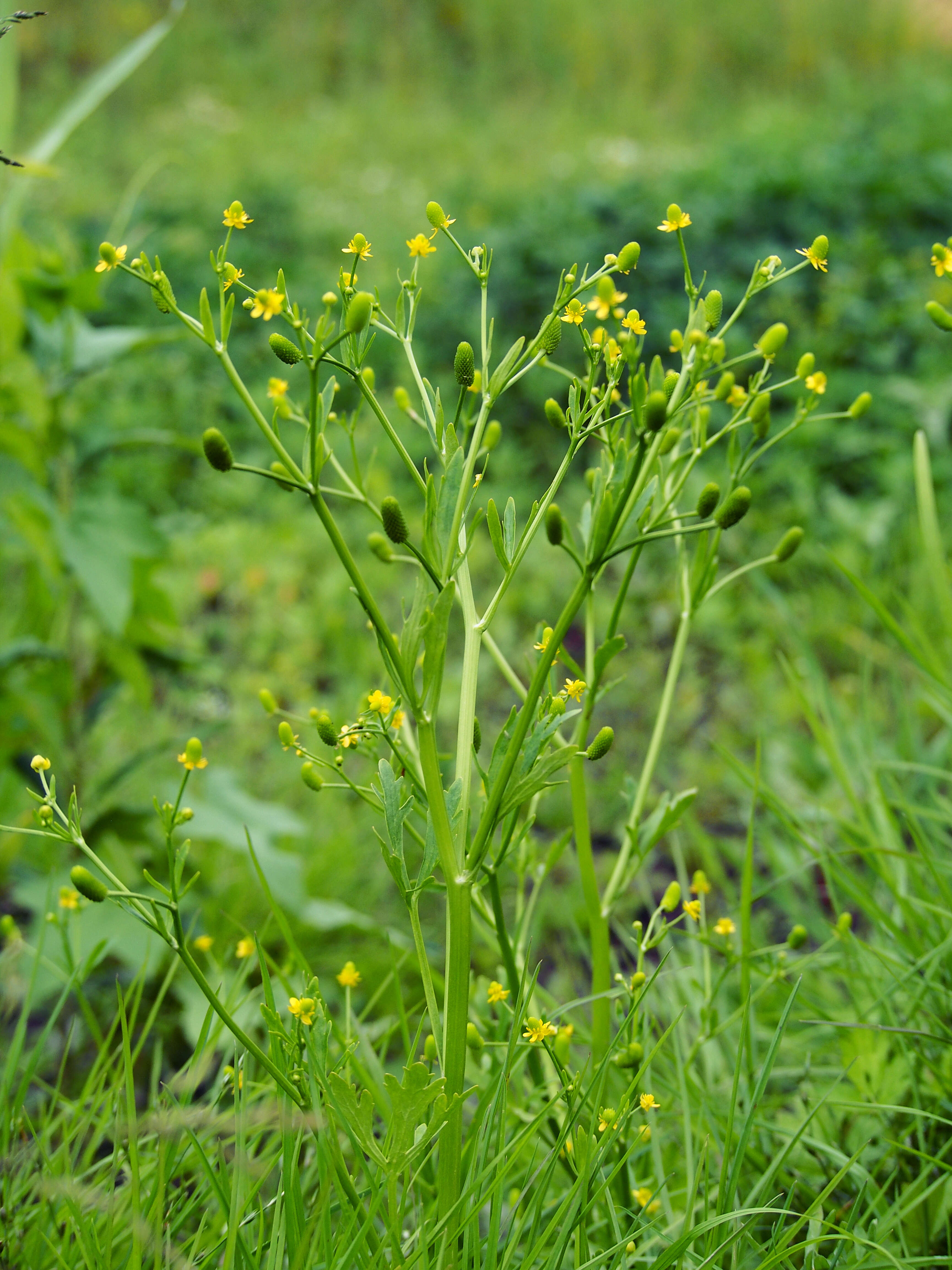 Image of cursed buttercup