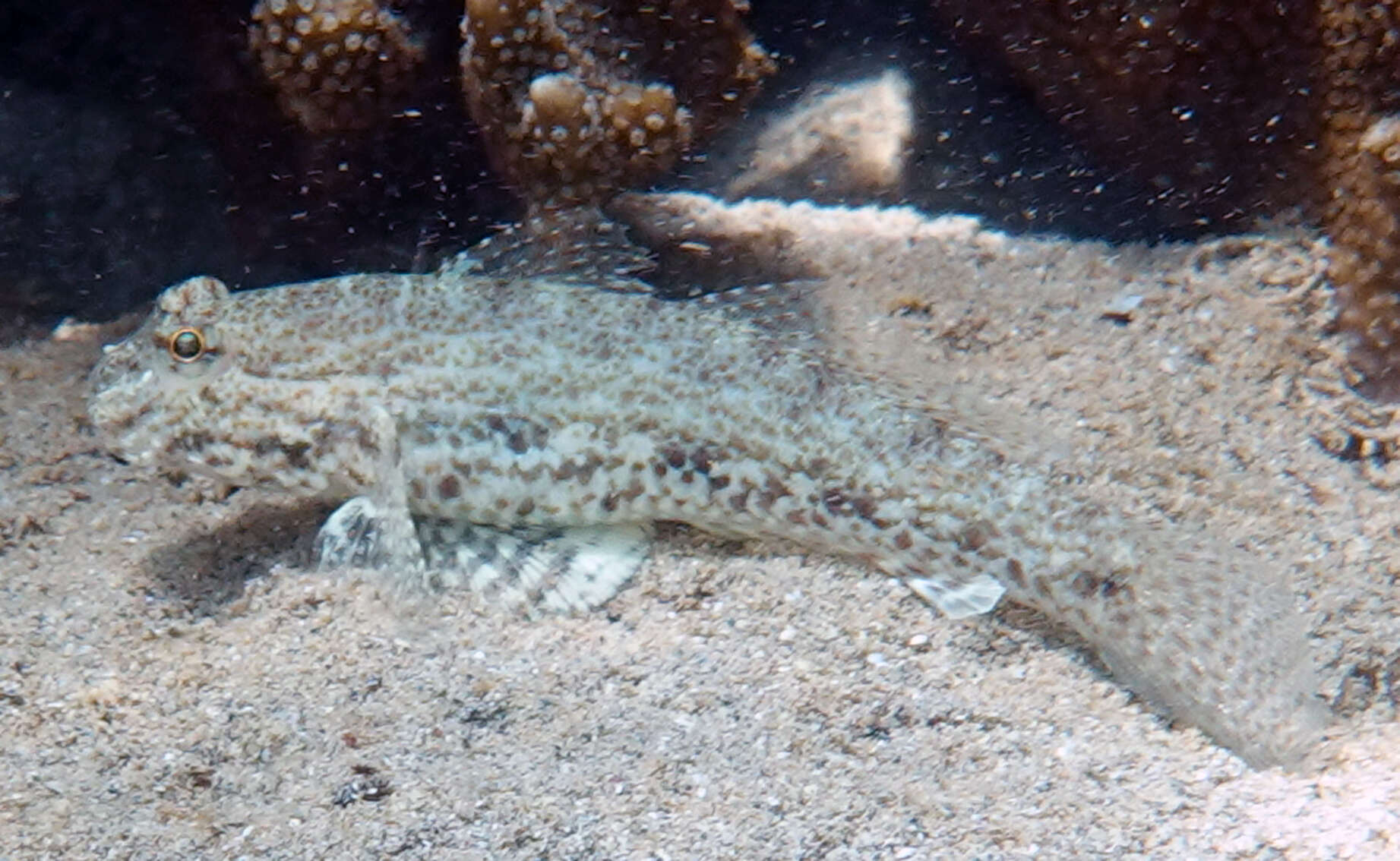 Слика од Macrodontogobius