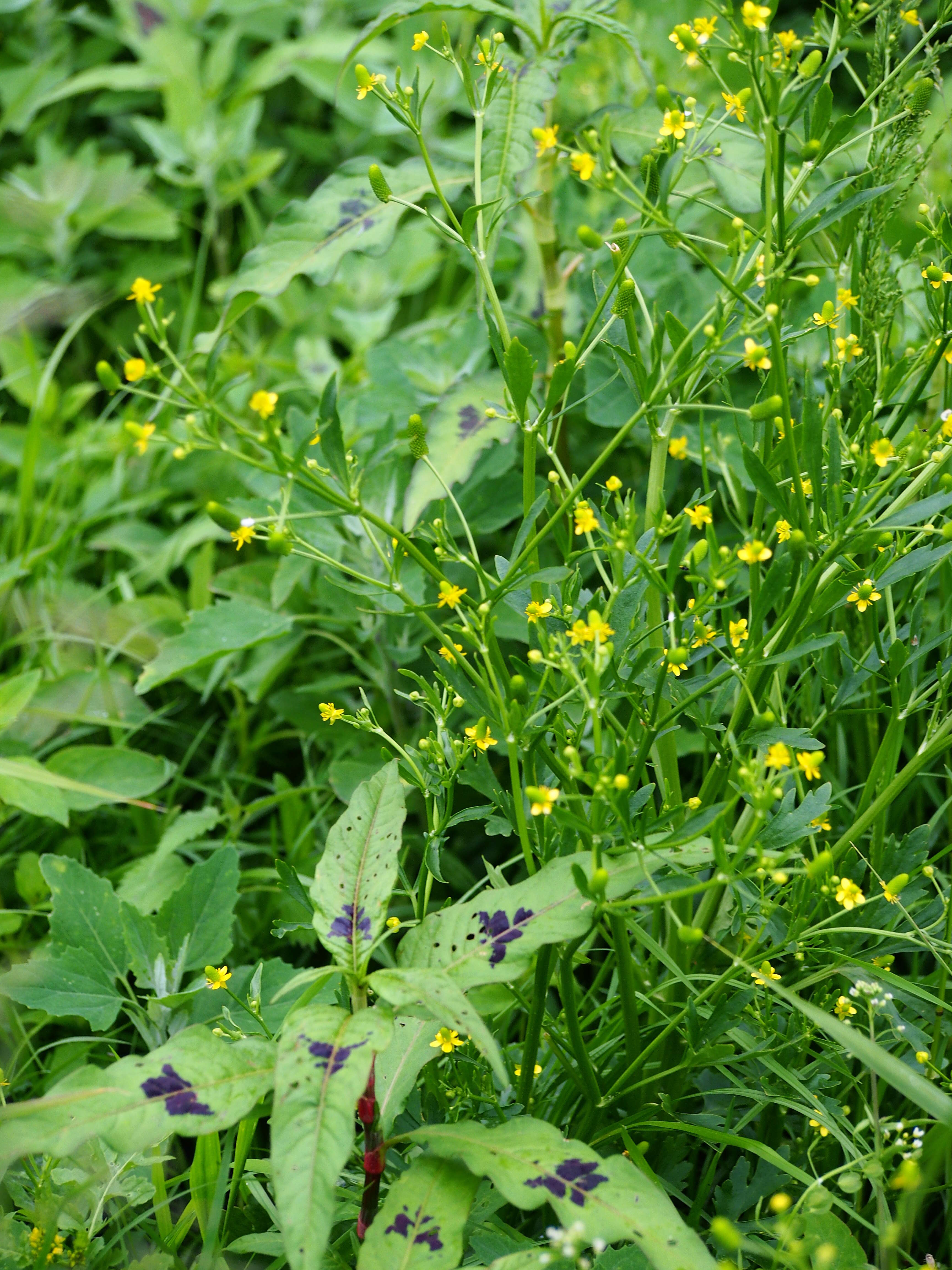 Image of cursed buttercup