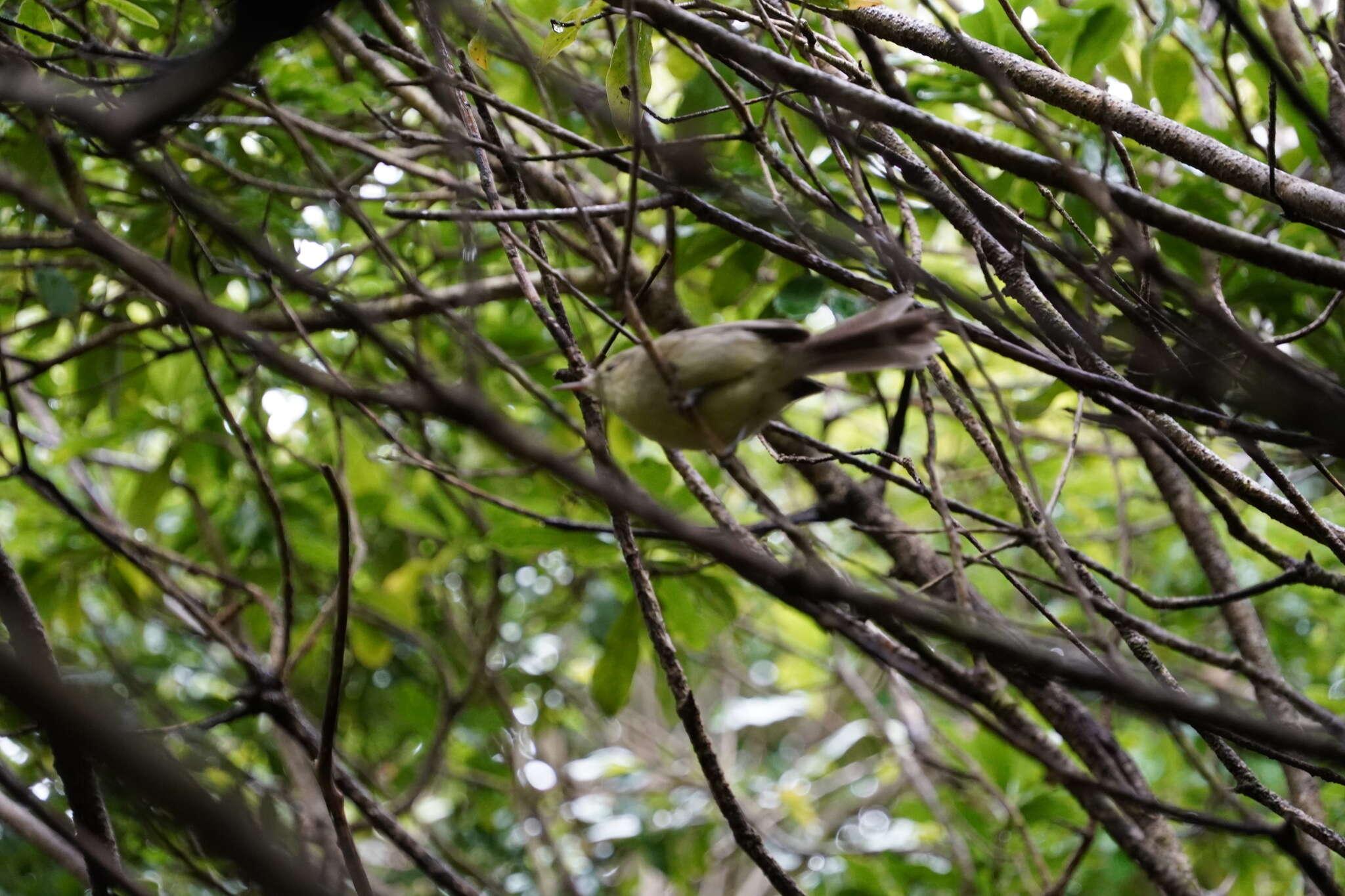 Image of Rodrigues Warbler