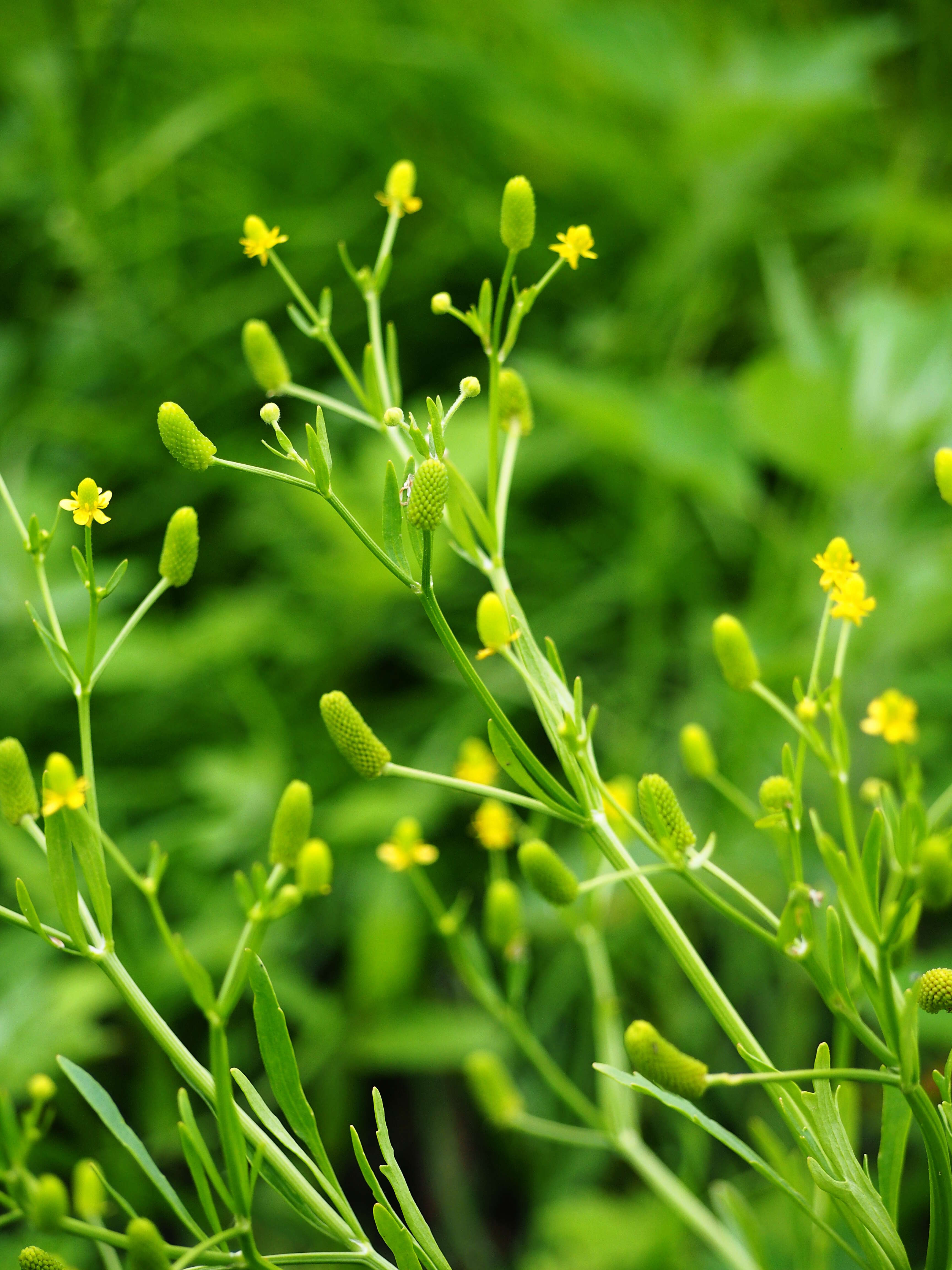 Image of cursed buttercup