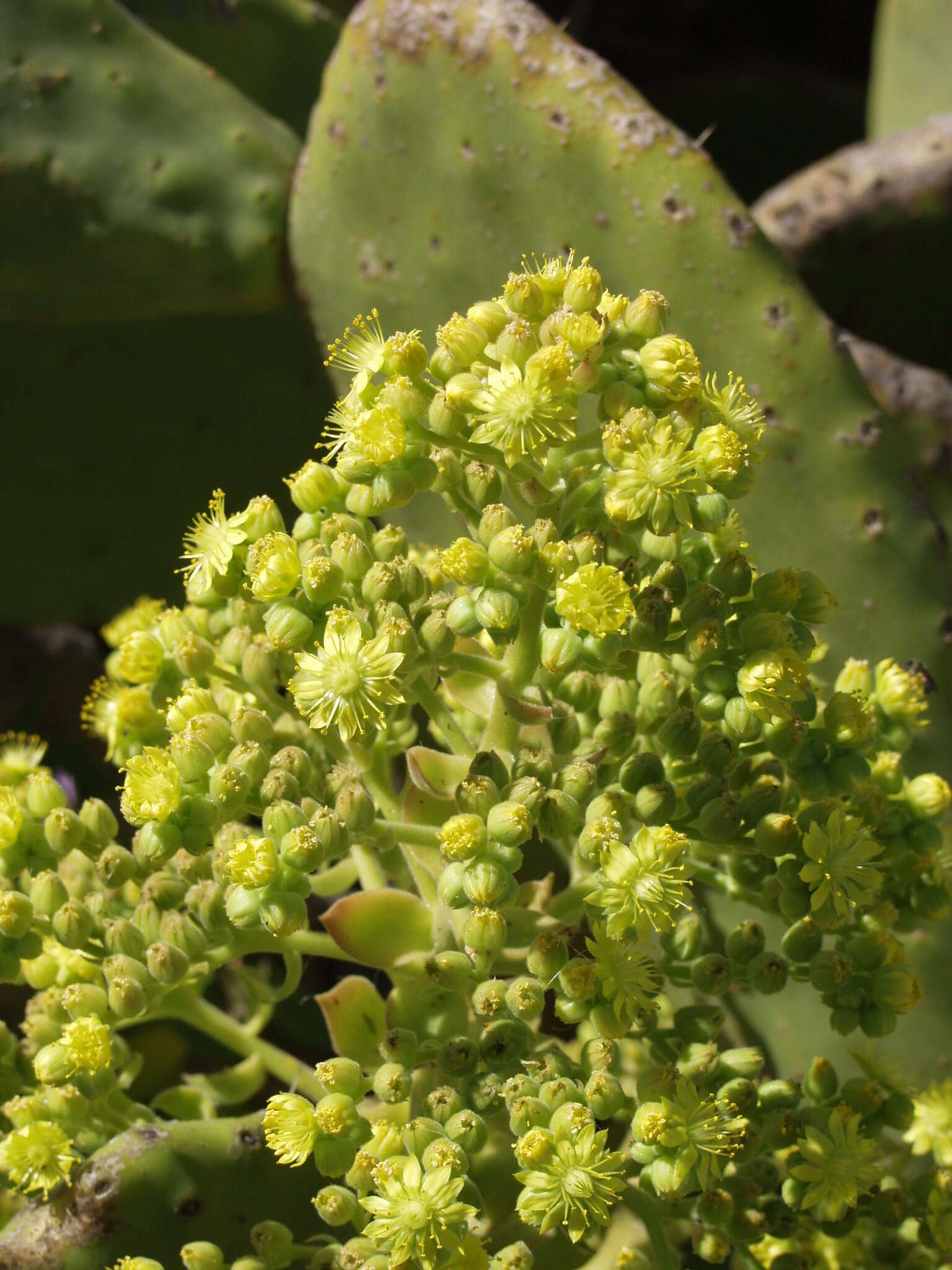 Image of Aeonium canariense subsp. christii (Burchard) Bañares