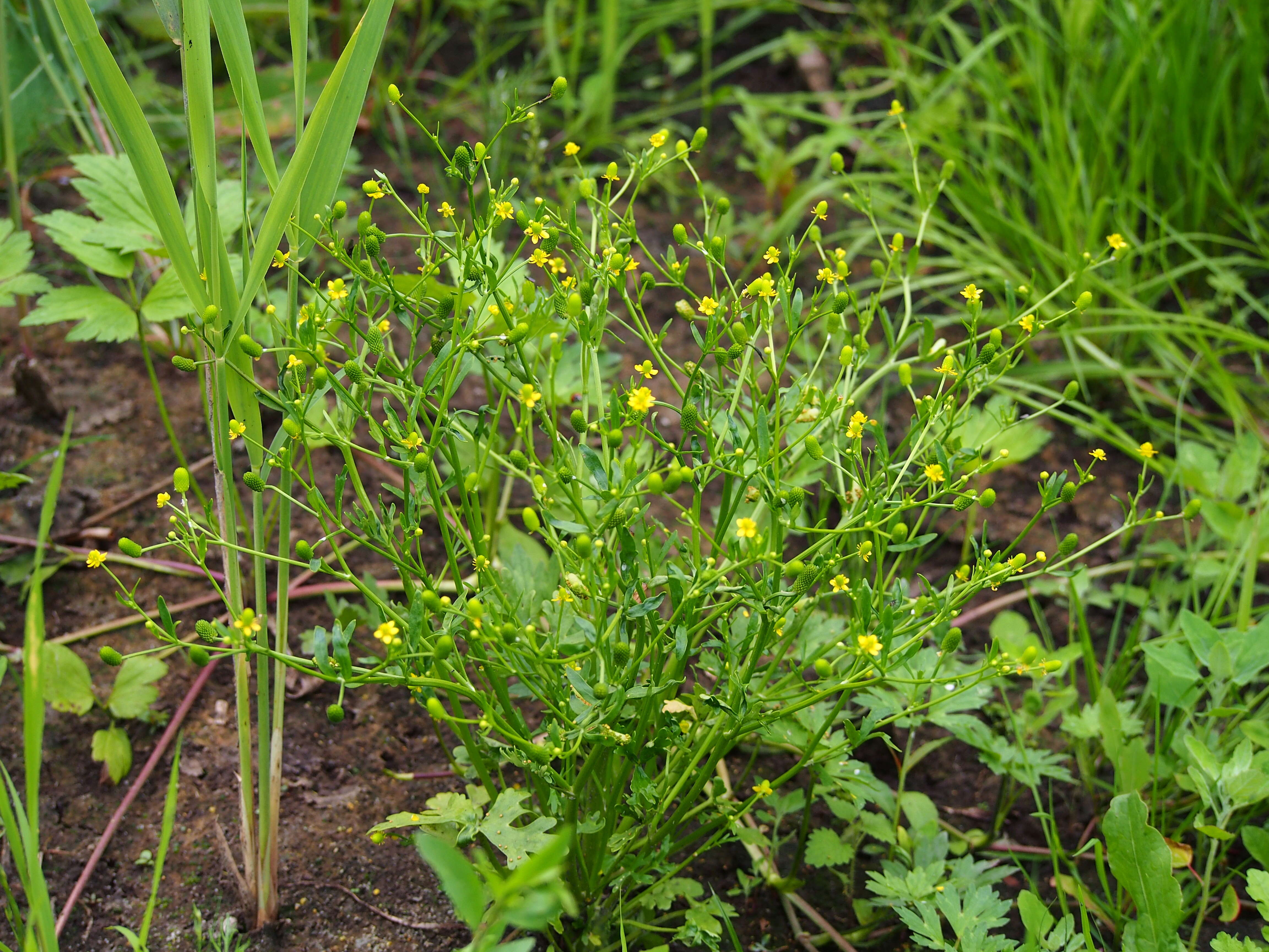 Image of cursed buttercup