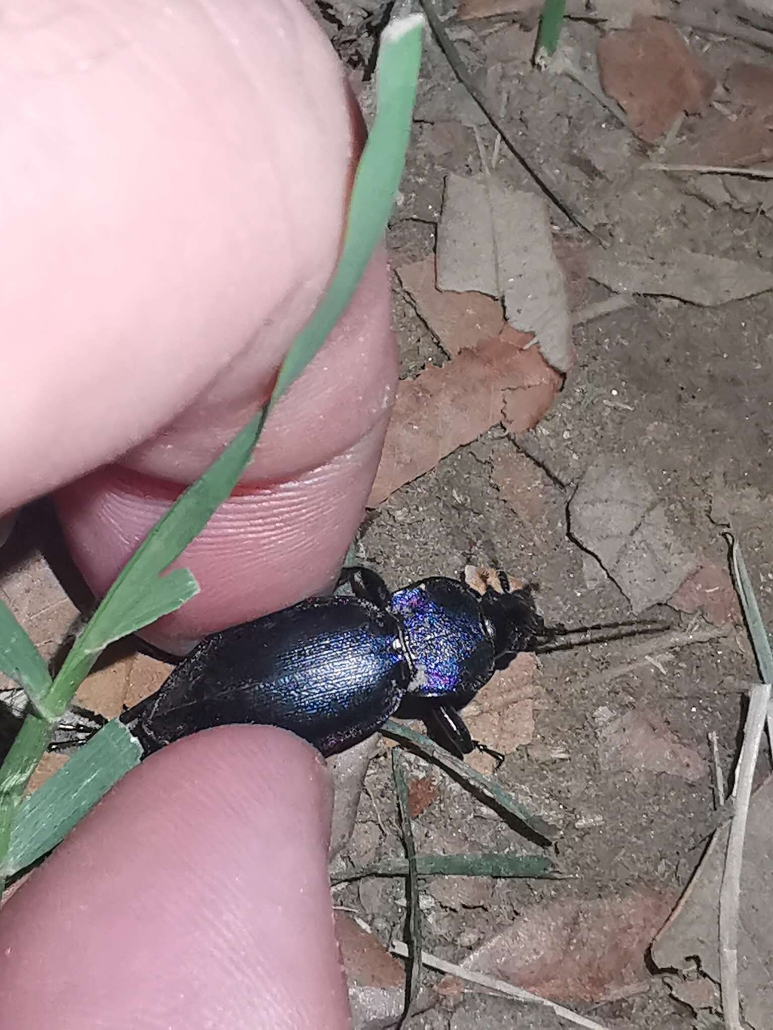 Image of Carabus (Megodontus) violaceus picenus A. & G. B. Villa 1838