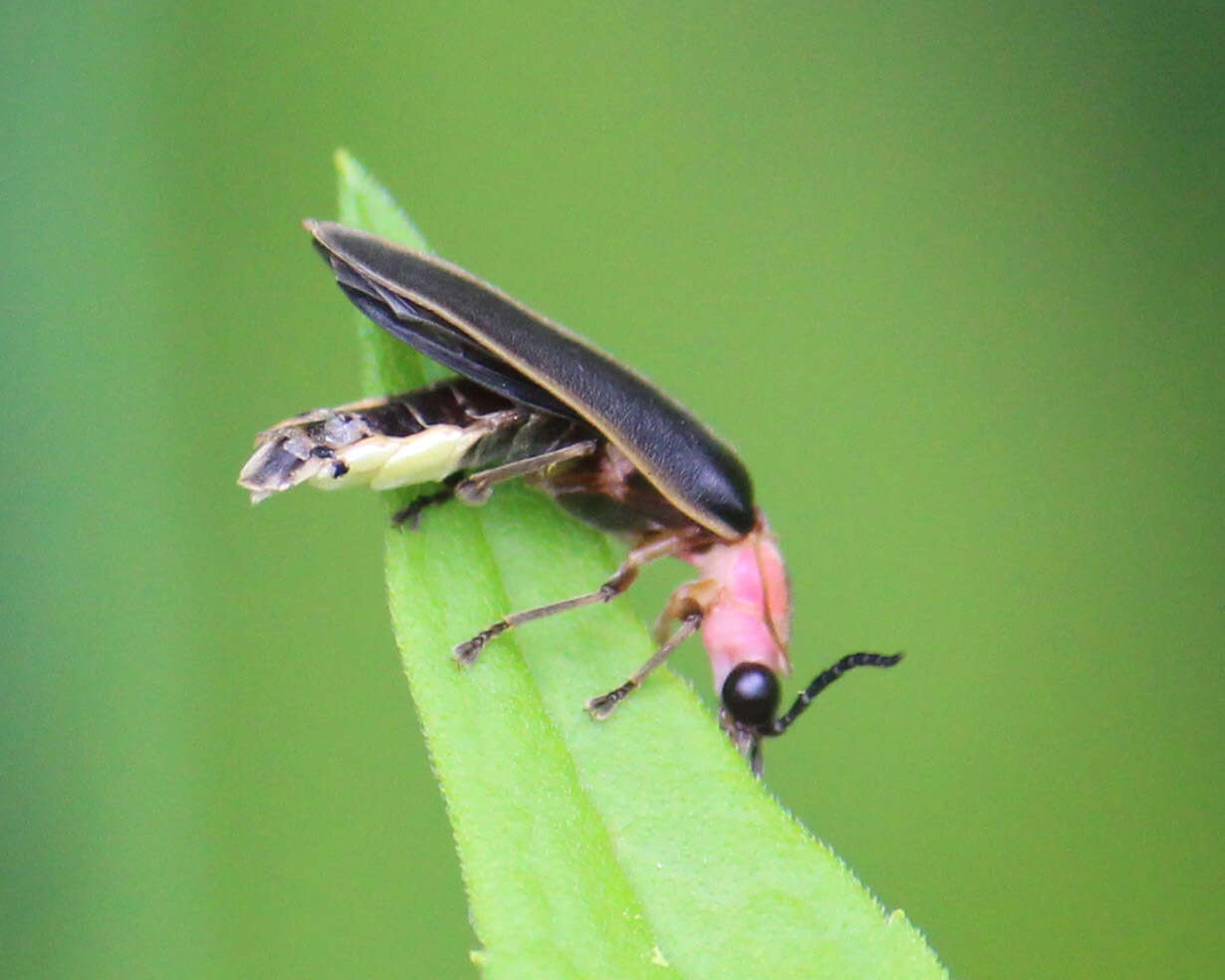 Слика од Photinus pyralis (Linnaeus 1767)