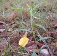 Image de Pigea stellarioides (Domin) P. I. Forst.