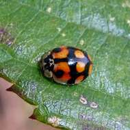 صورة Adalia decempunctata (Linnaeus 1758)