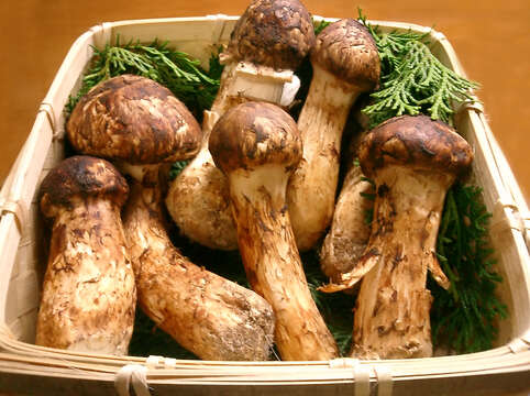 Tricholoma matsutake (S. Ito & S. Imai) Singer 1943 resmi