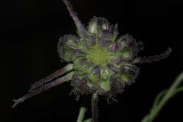 Image of Calendula suffruticosa Vahl