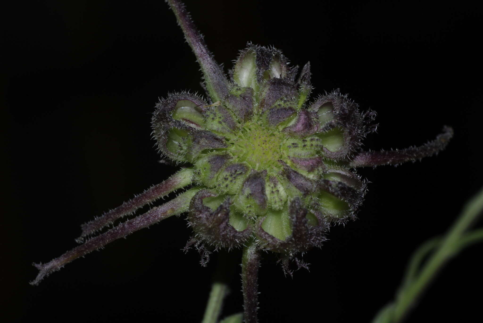 Image of Calendula suffruticosa Vahl