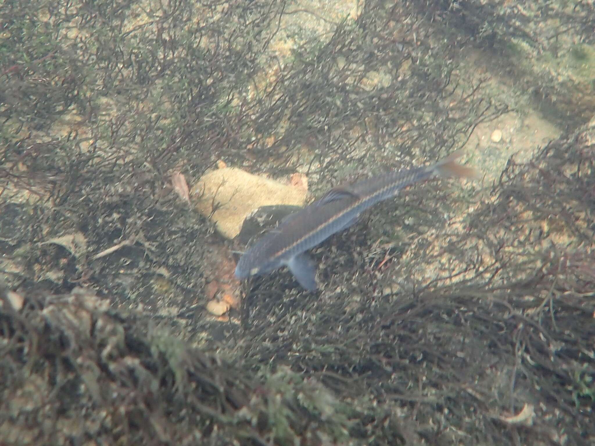 Image of Alabama shiner