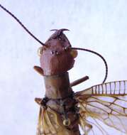 Image of Corydalus magnus Contreras-Ramos 1998