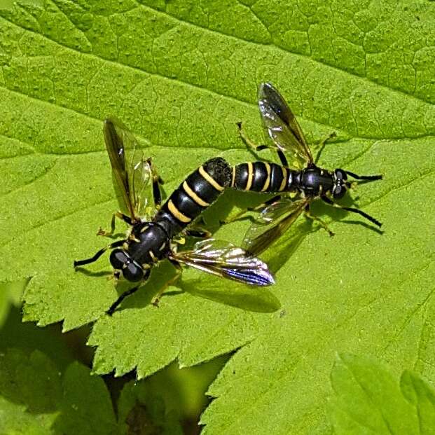 Temnostoma balyras (Walker 1849) resmi