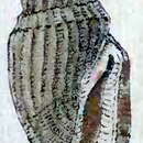 Imagem de Gingicithara ponderosa (Reeve 1846)