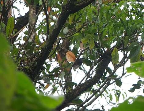 Image of Rufous-tailed Fantail