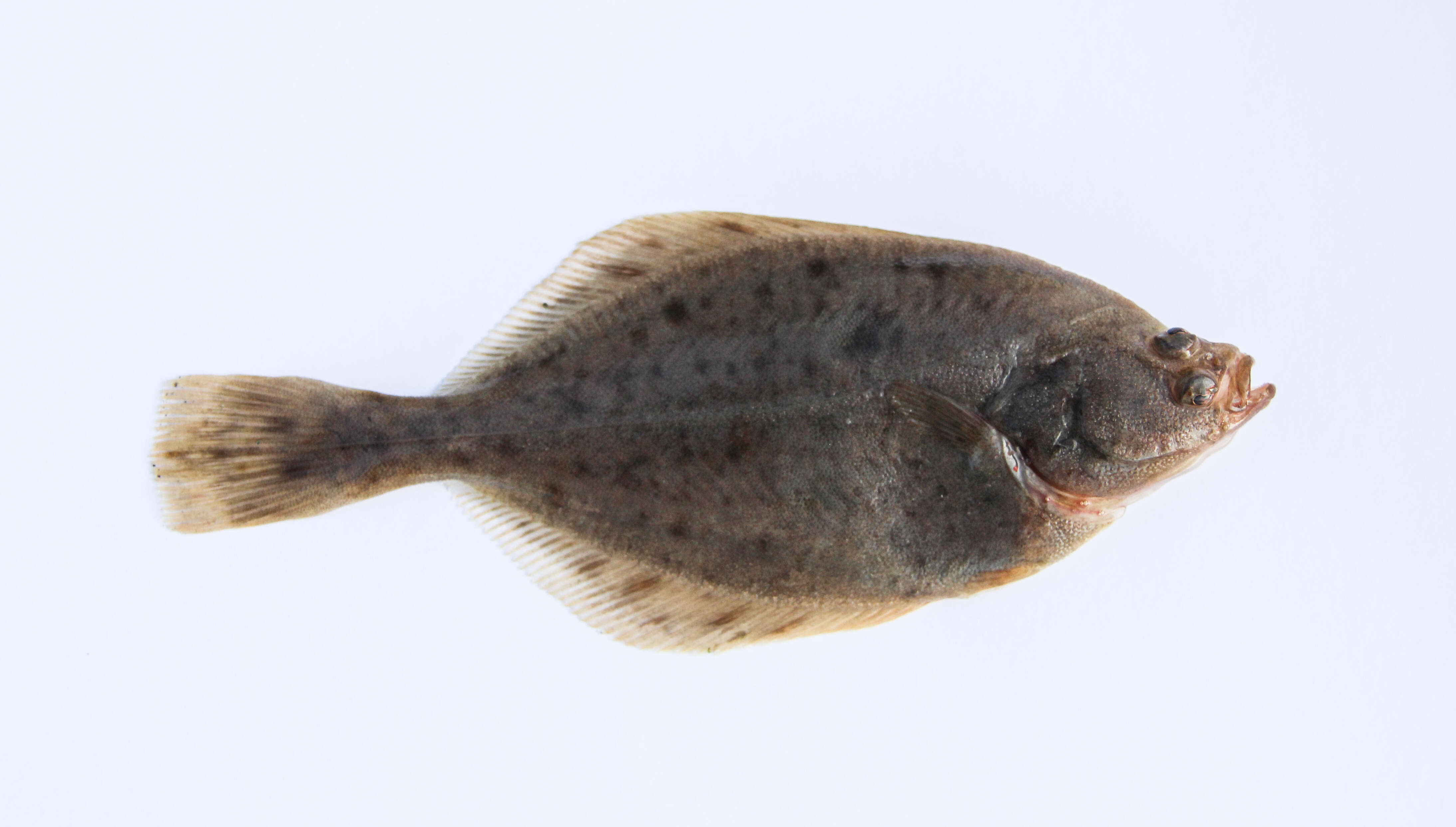 Image of Starry flounders