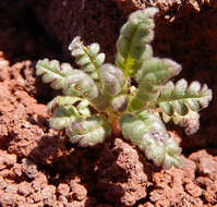 Image de Phacelia serrata J. W. Voss