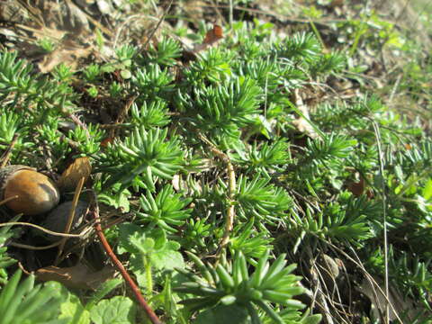 Image of Petrosedum rupestre (L.) P. Heath