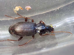 Image de Calathus (Lauricalathus) canariensis Harold 1868