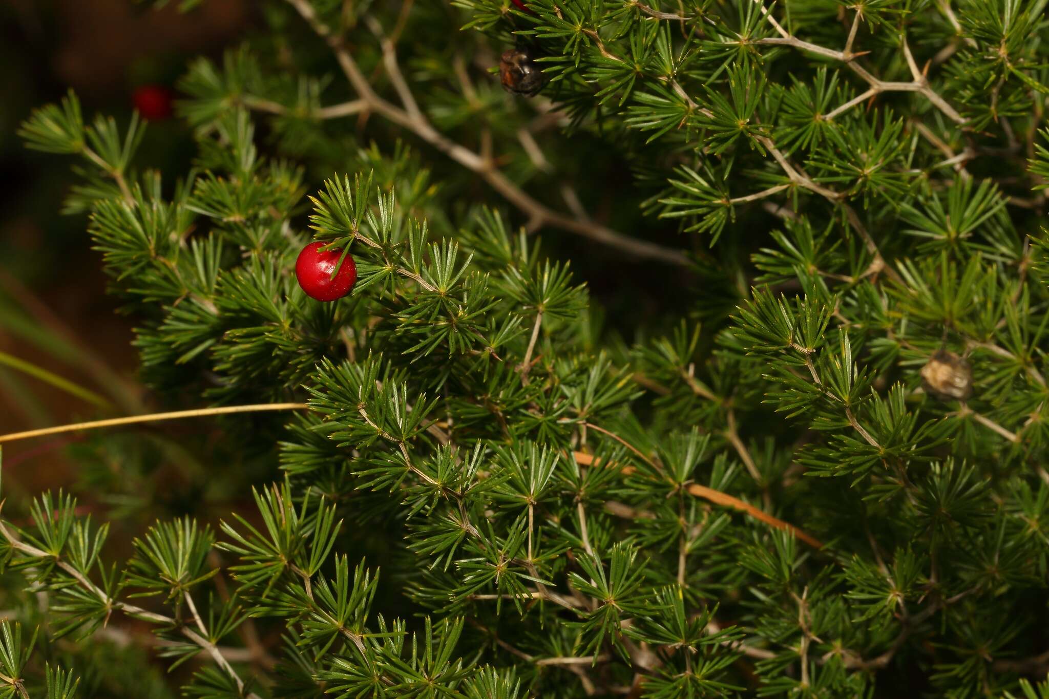 Image of Cluster-leaf asparagus