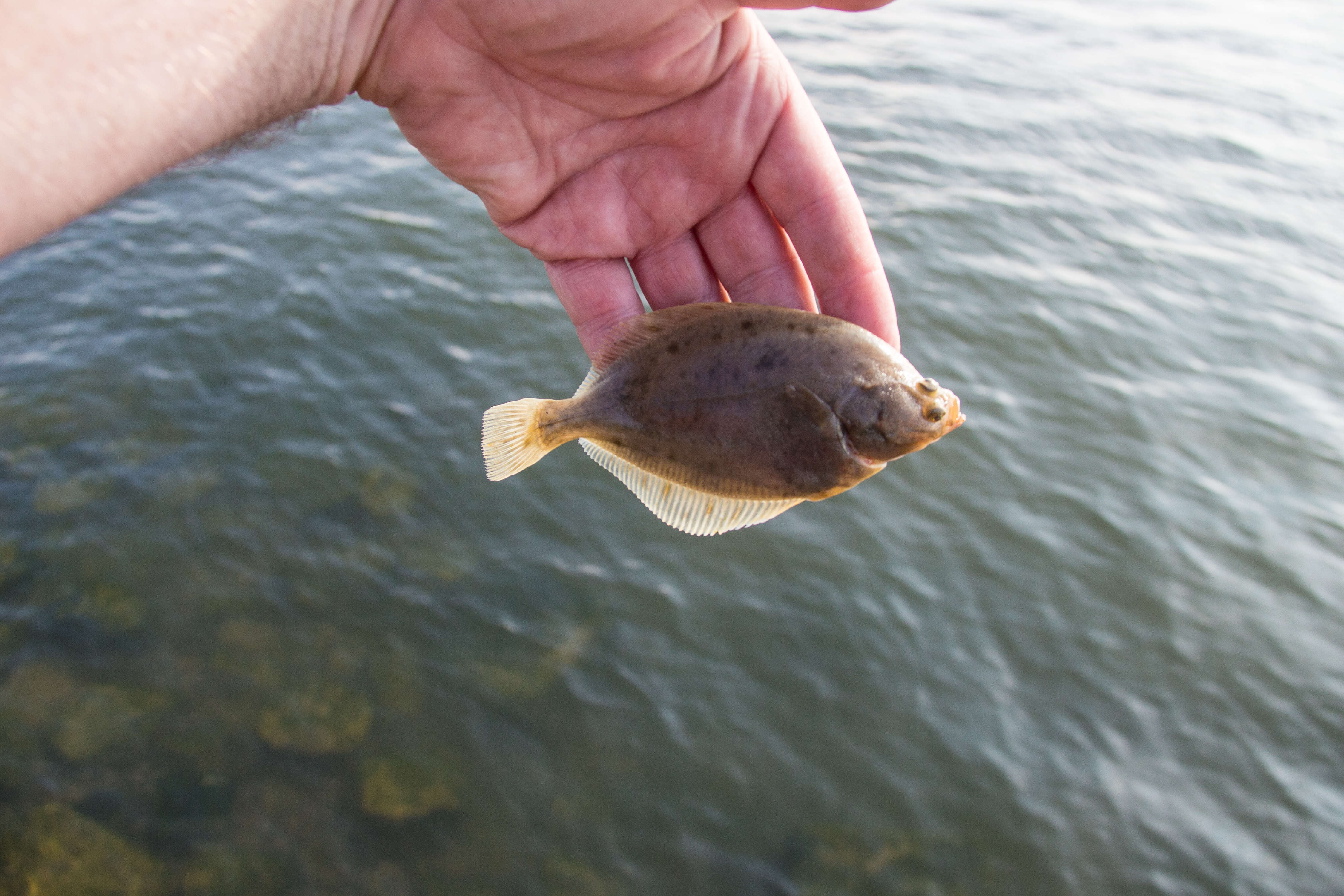 Image of Starry flounders