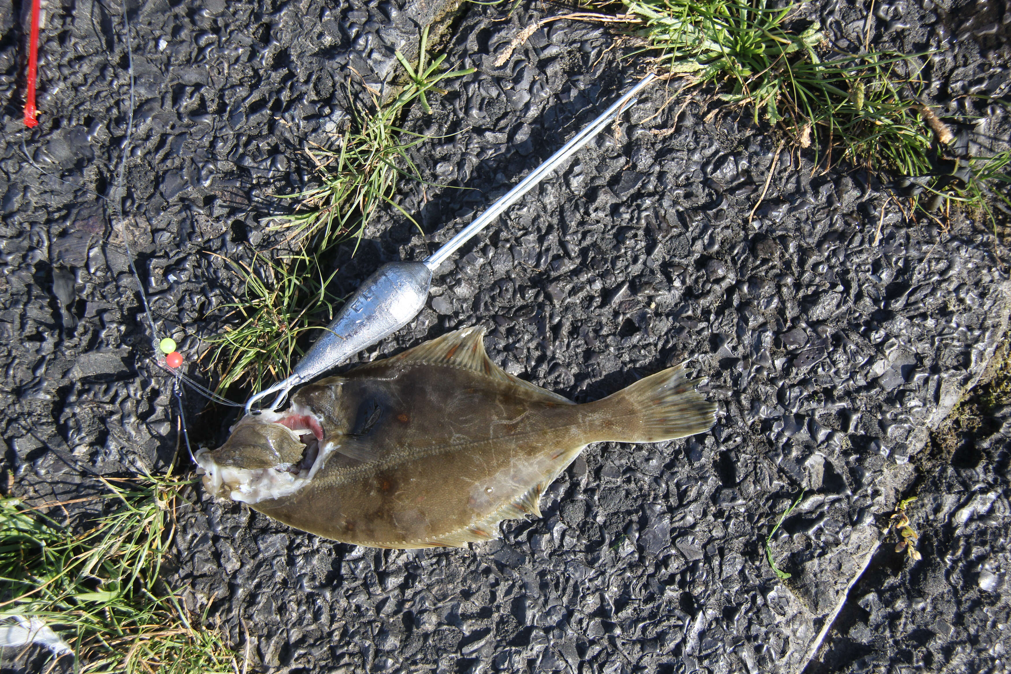 Image of Starry flounders