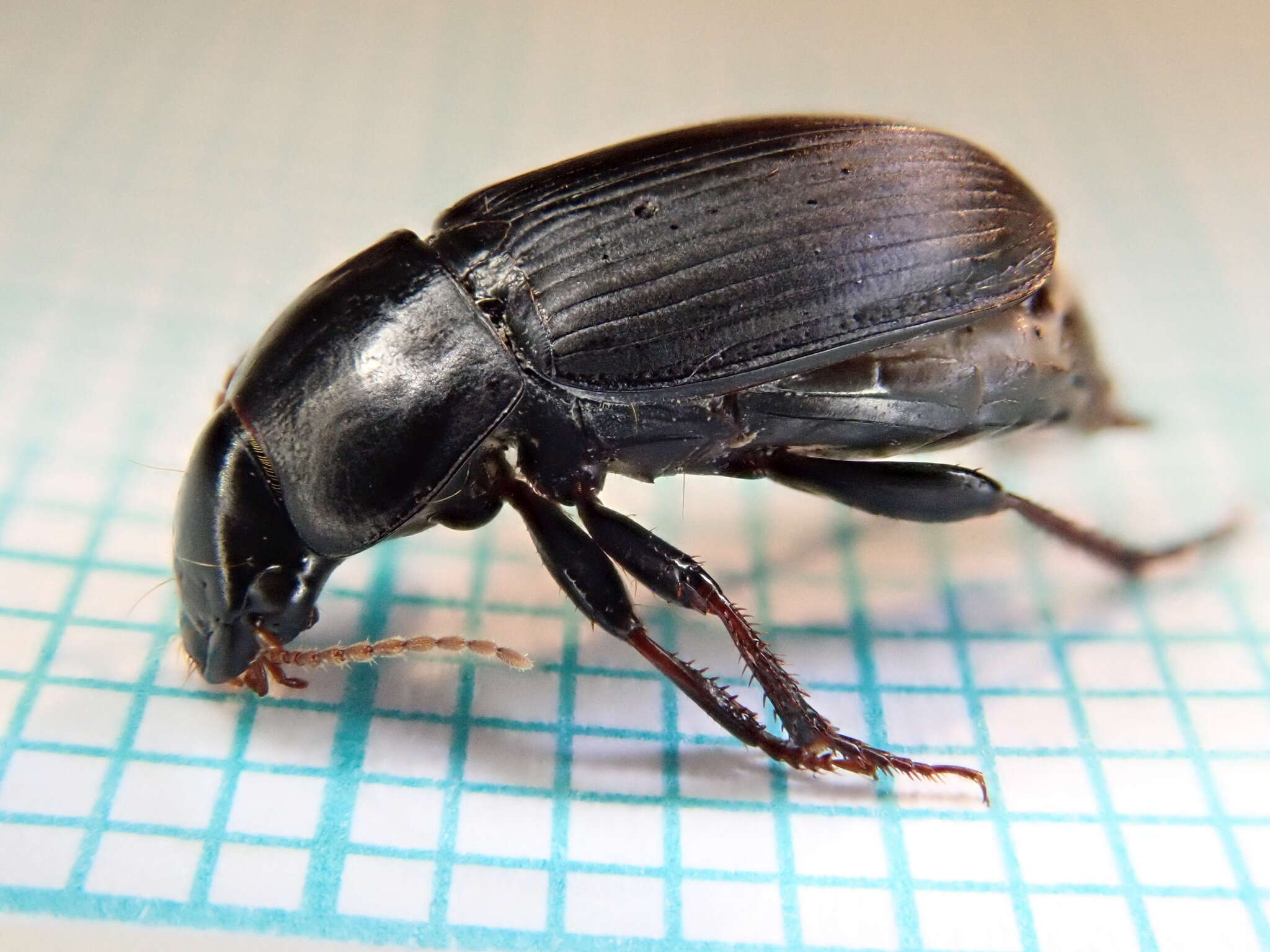 Image of Harpalus (Harpalus) tardus (Panzer 1796)