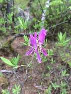 Слика од Rhododendron canadense (L.) Britton, Stern & Pogg.