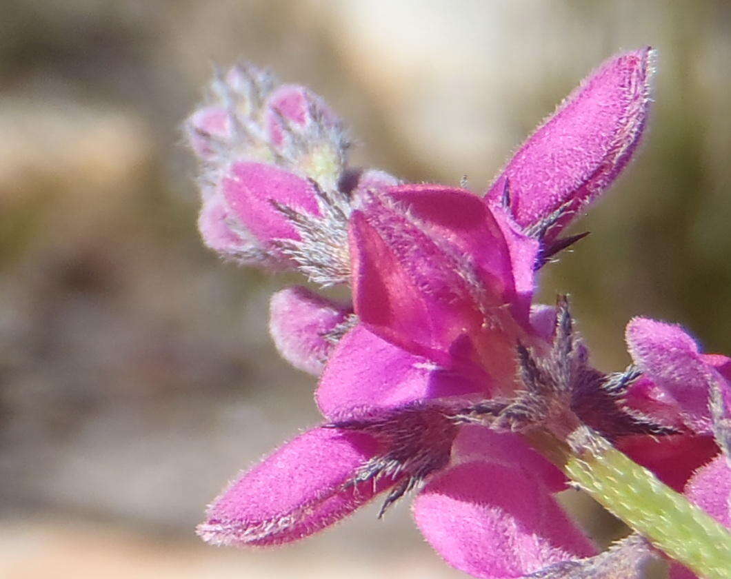 Слика од Indigofera declinata E. Mey.