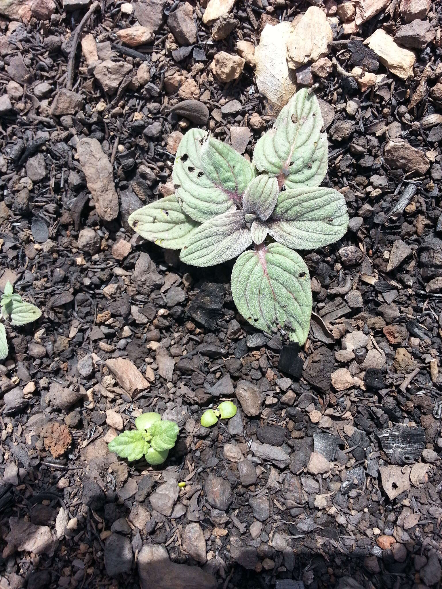 Image of Mt. Diablo phacelia