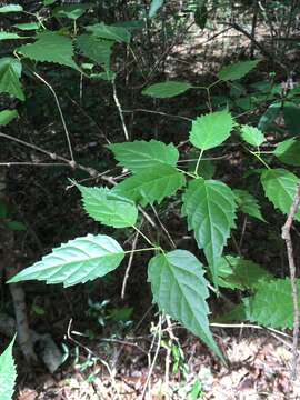 Premna longiacuminata Moldenke resmi