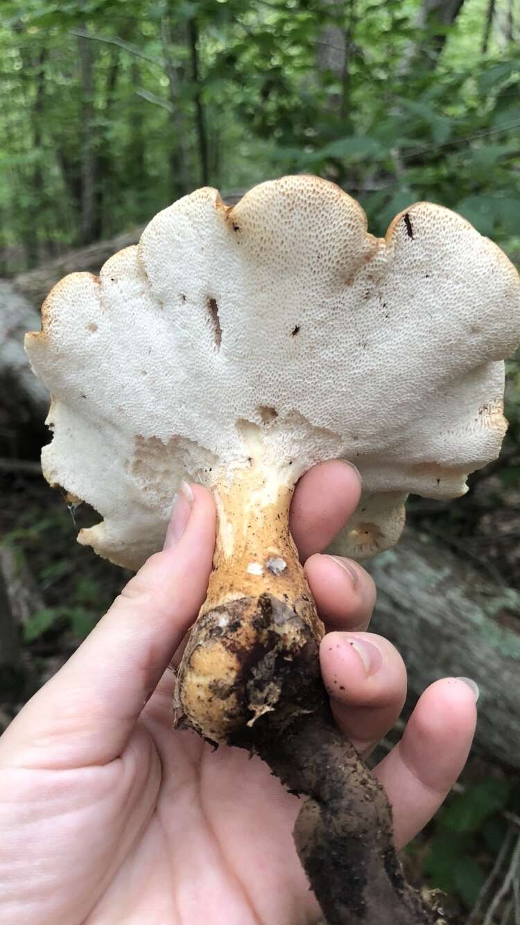 Polyporus radicatus Schwein. 1832 resmi