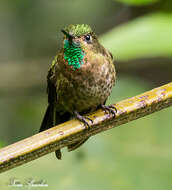 Image of Tyrian Metaltail