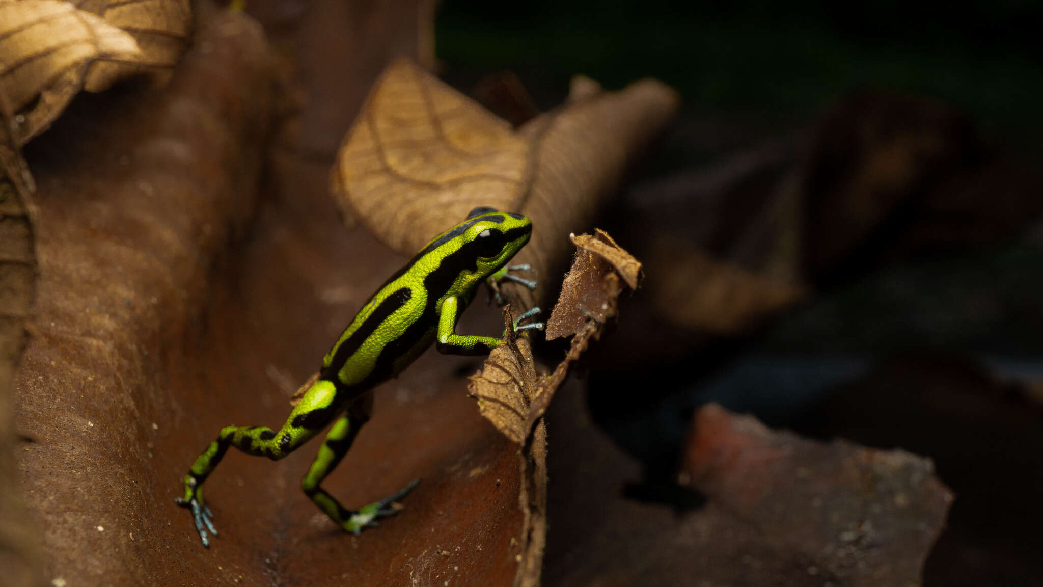 Image of Yellow-bellied Poison Frog