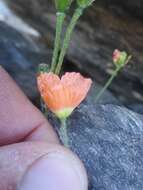 Image of Papaver lapeyrousianum Gutermann